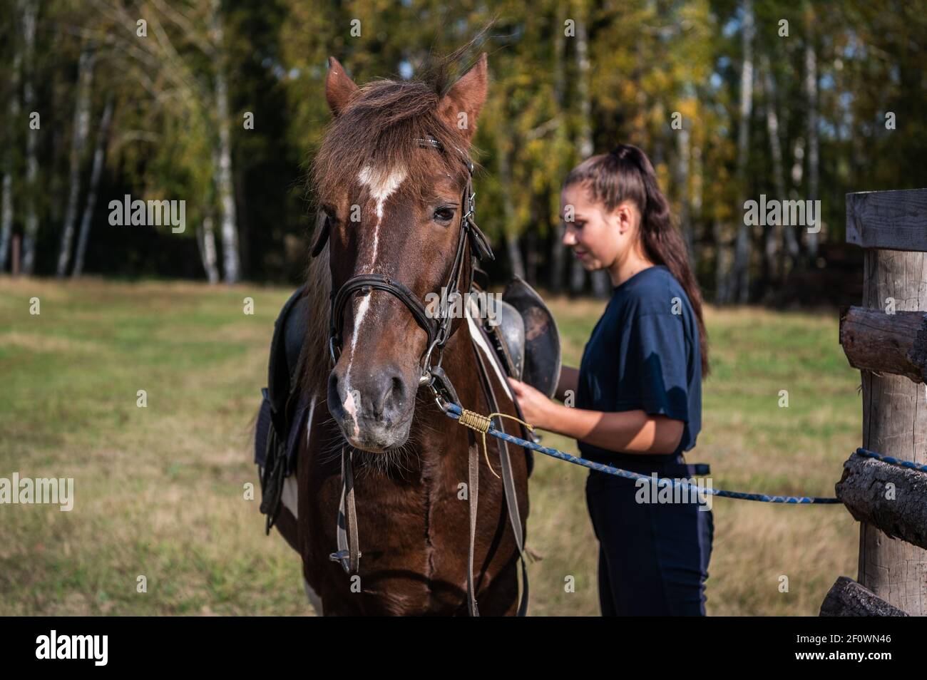 The process of saddling a horse is demonstrated by a young instructor a girl in equestrian sports Stock Photo
