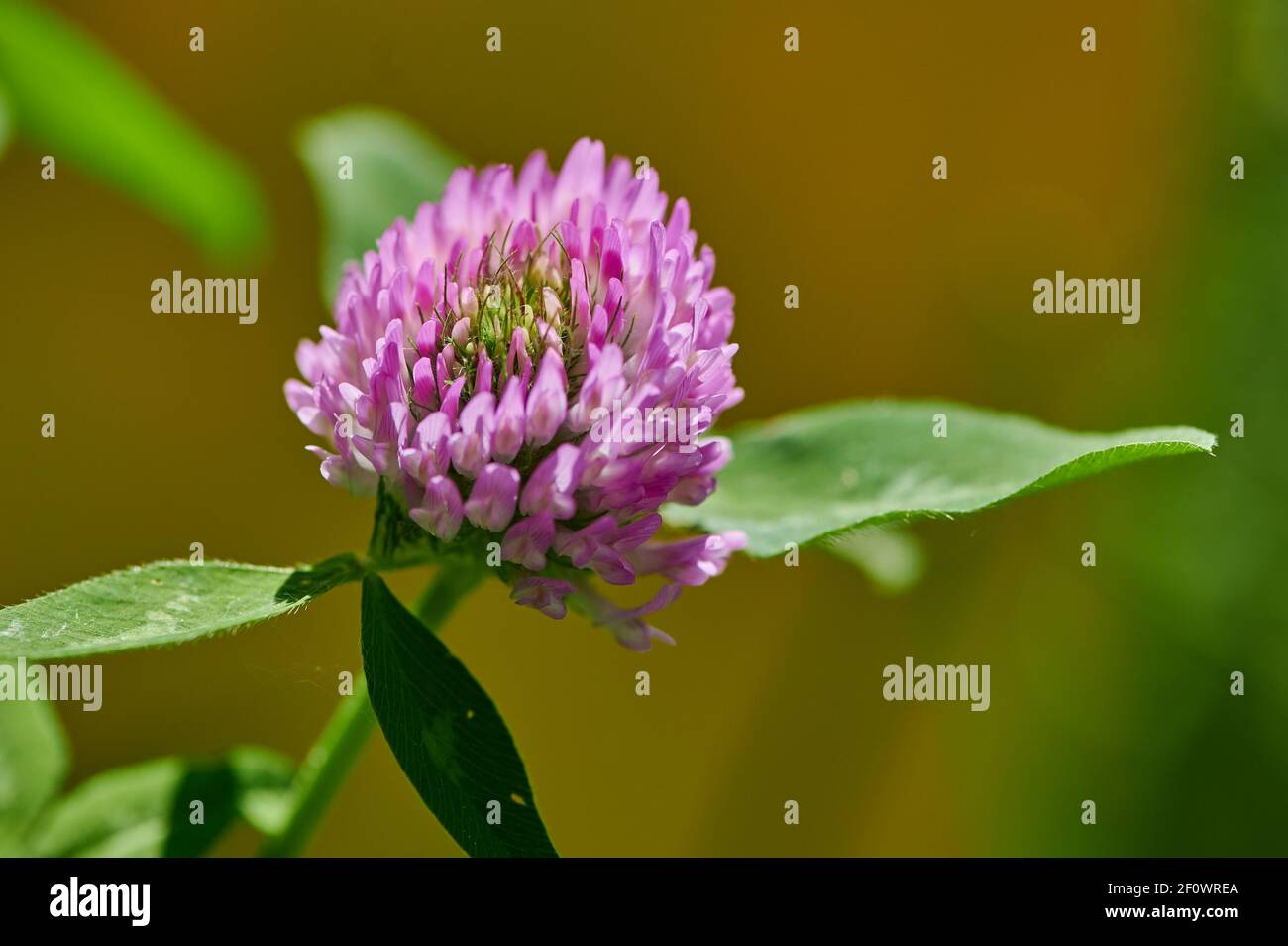 macro of blooming clover with pink blossom in the sunshine Stock Photo