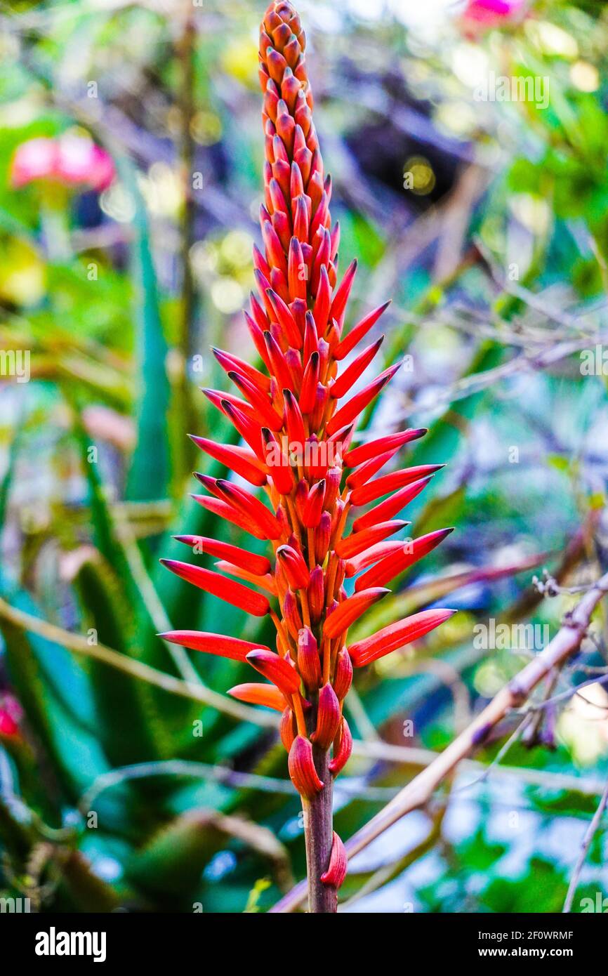 candelabra aloe flower or Aloe arborescens flowering succulent