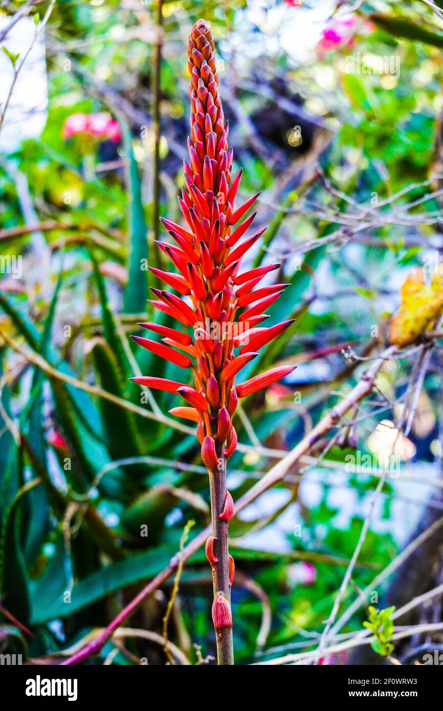 candelabra aloe flower or Aloe arborescens flowering succulent