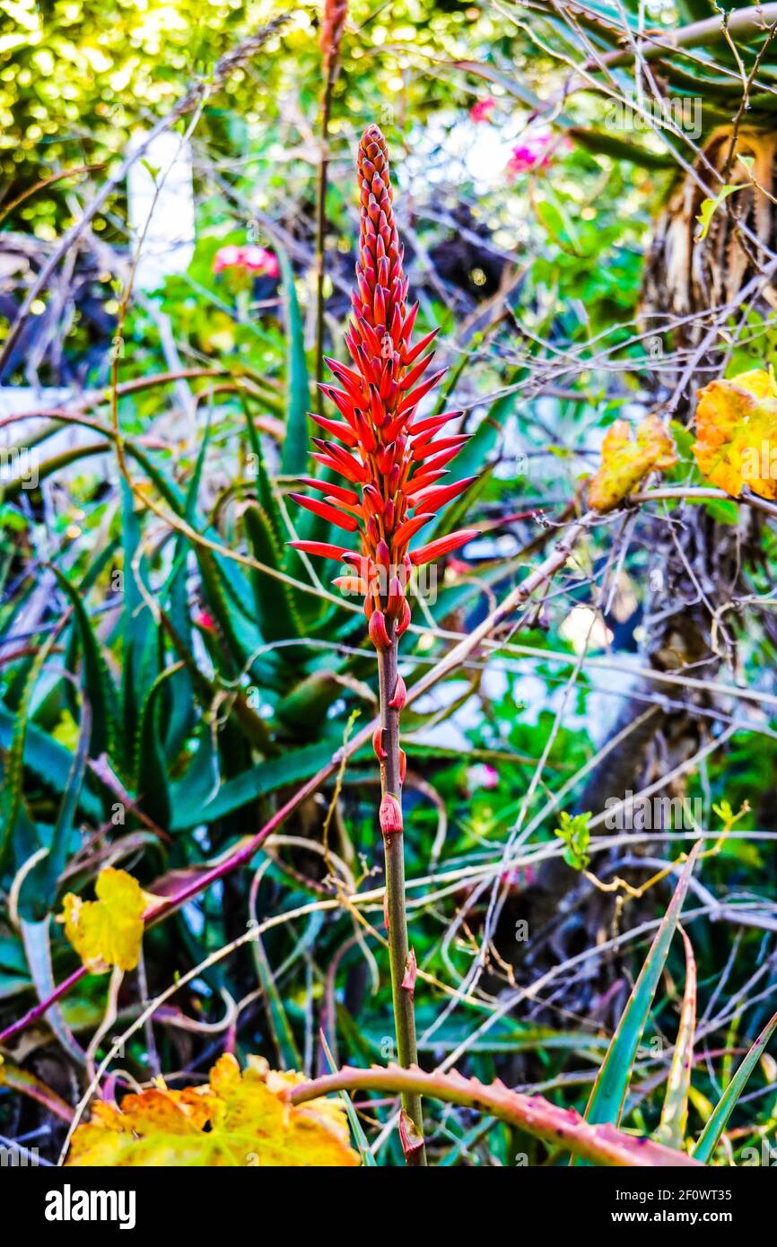 candelabra aloe flower or Aloe arborescens flowering succulent