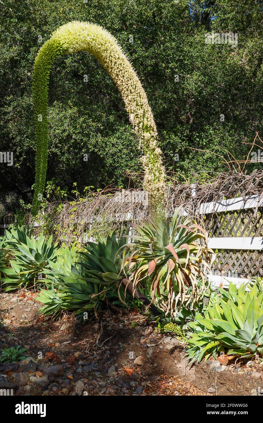 Fox tail Agave ( Agave attenuata ) . Also known  as Lion's tail or Swan's Neck Agave . Growing in Southern California, USA Stock Photo
