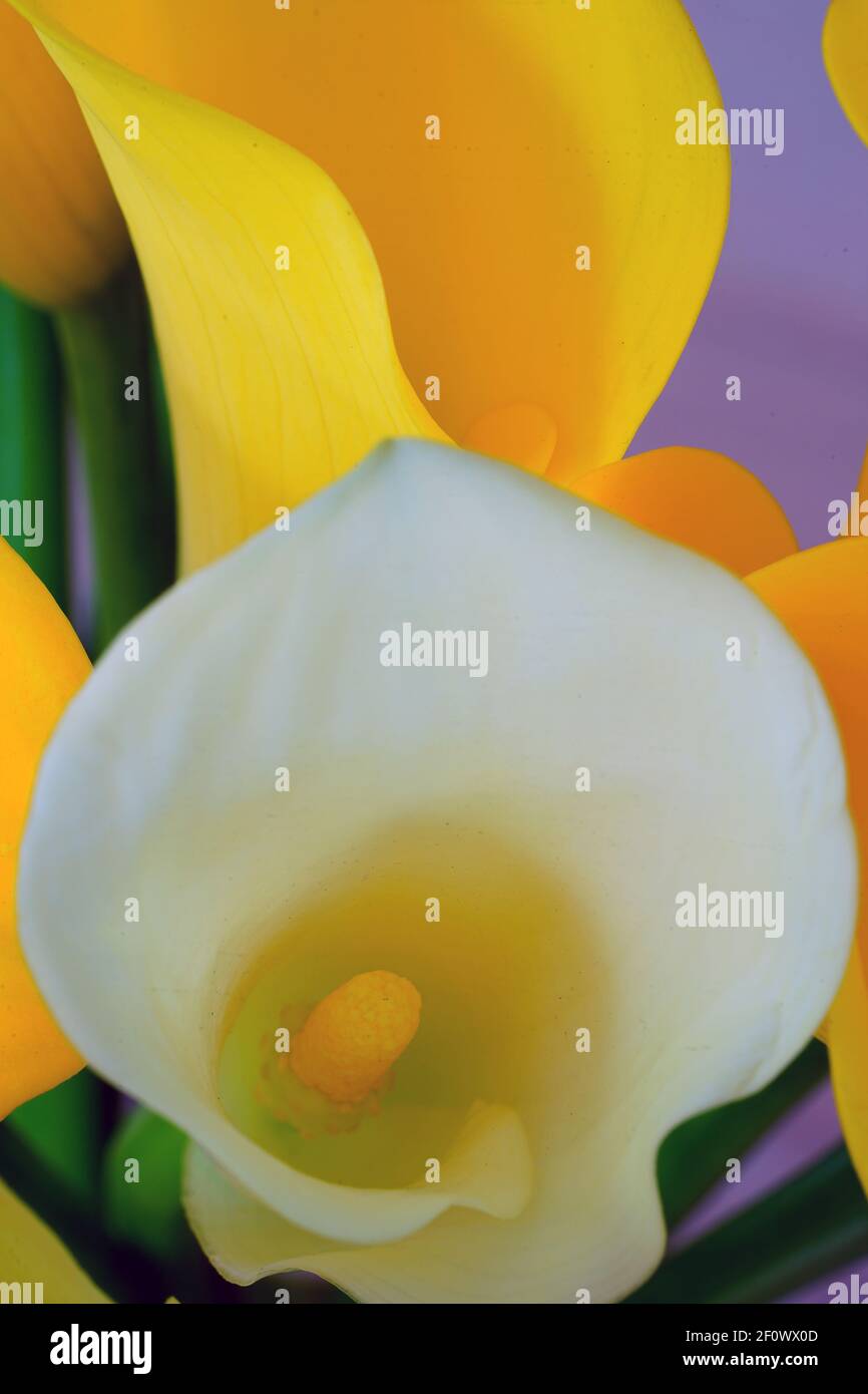 White and yellow calla lily flowers (Zantedeschia Stock Photo Alamy