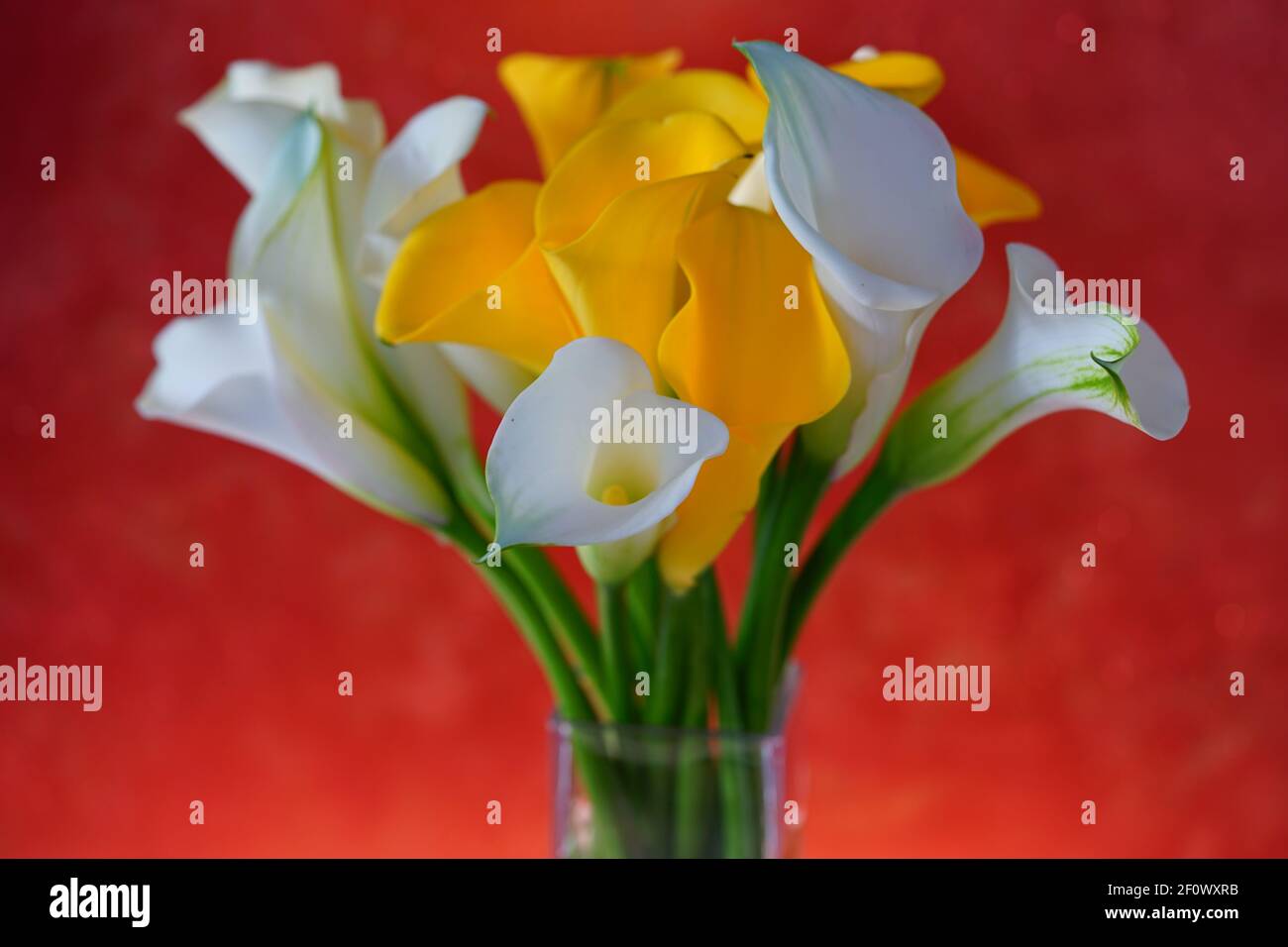 White and yellow calla lily flowers (Zantedeschia Stock Photo Alamy