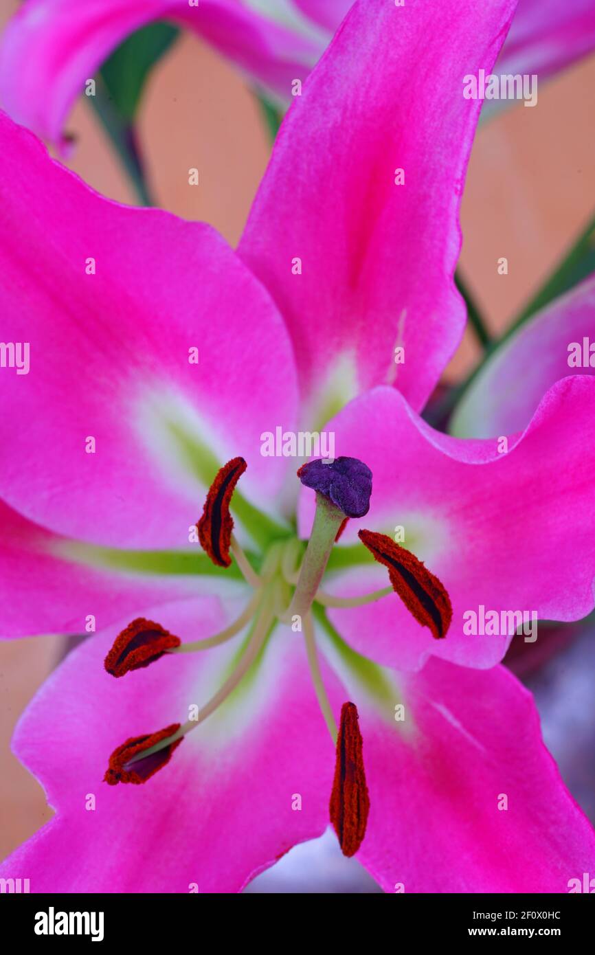 Lily pollen stain hires stock photography and images Alamy