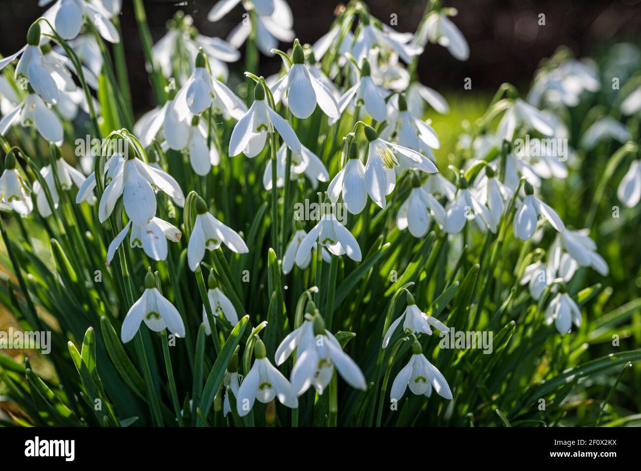 Irish forest forests ireland hi-res stock photography and images - Alamy