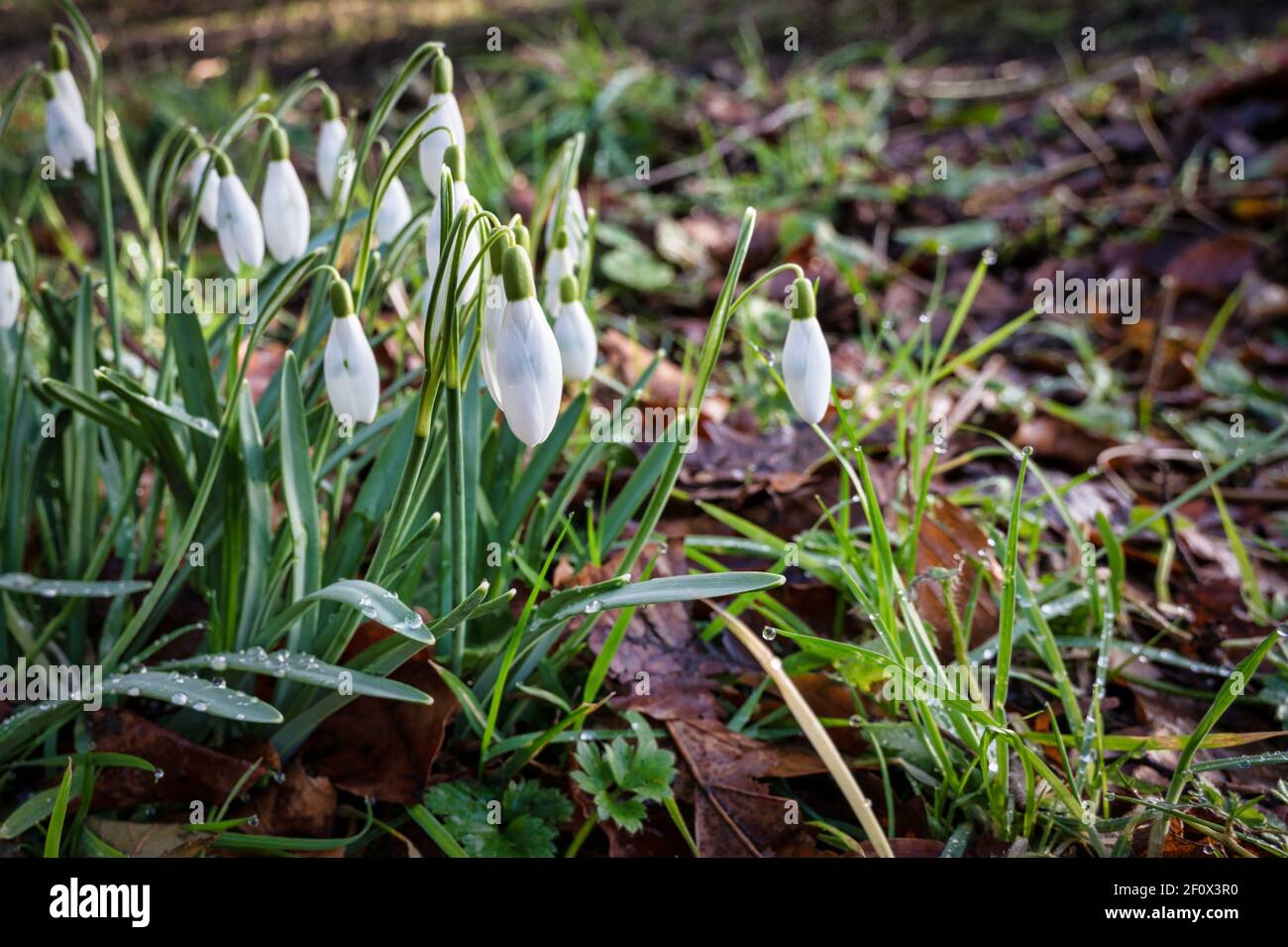 Beautiful blooming flowers spring hi-res stock photography and images ...