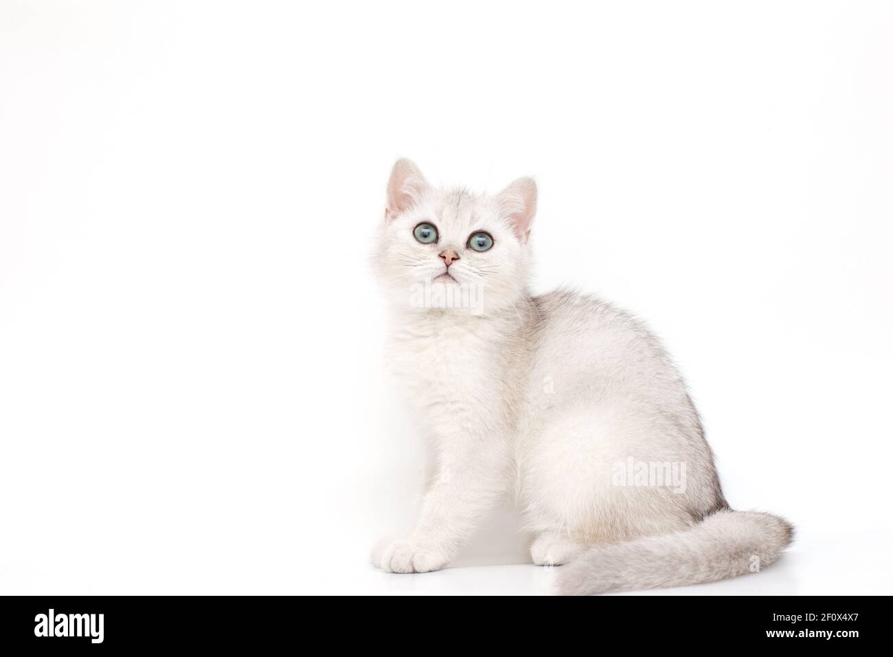 A beautiful white with a gray kitten British breed sits on a white background, looks up. Stock Photo