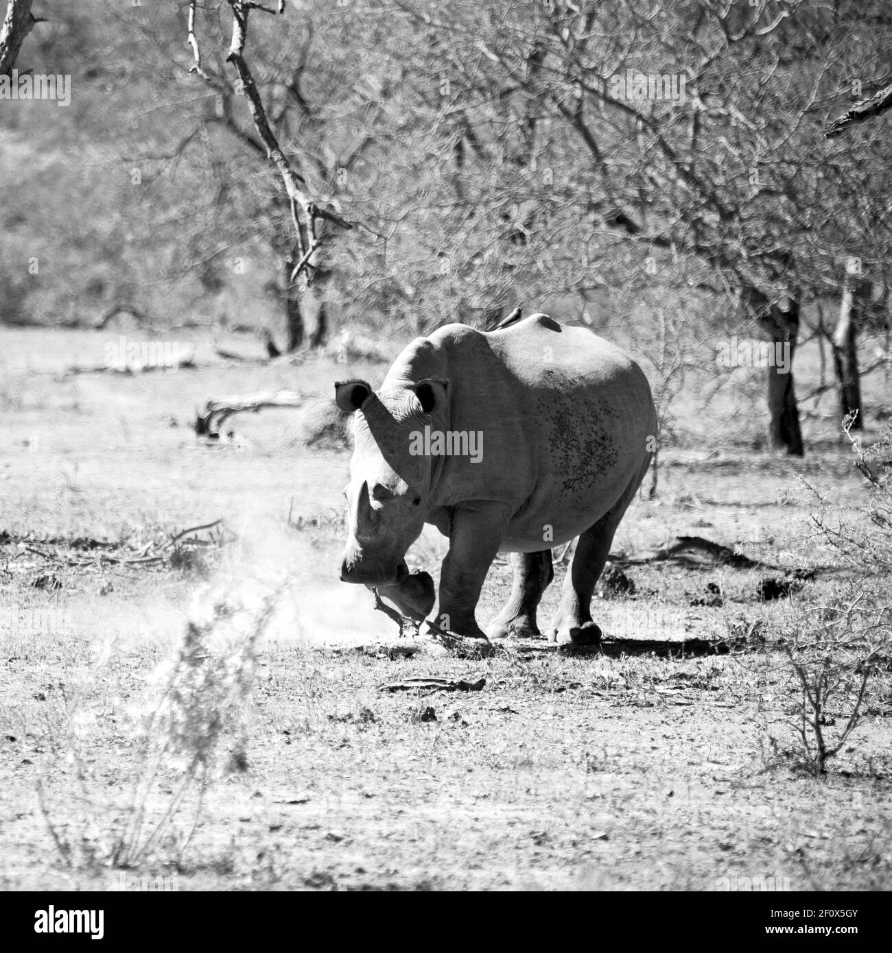 In south africa wildlife reserve and rhinoceros Stock Photo Alamy