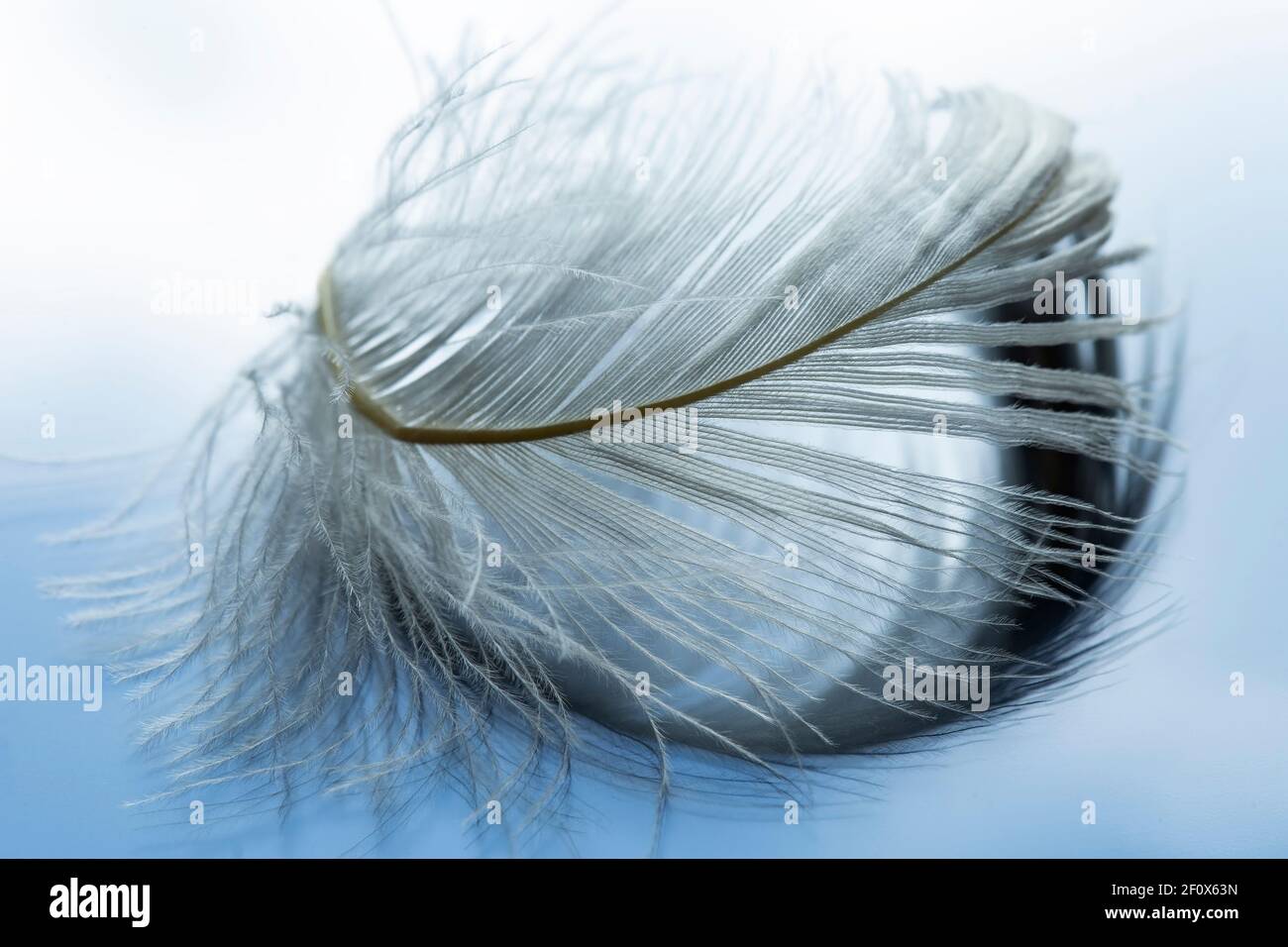 Single feather on blue glass background Stock Photo