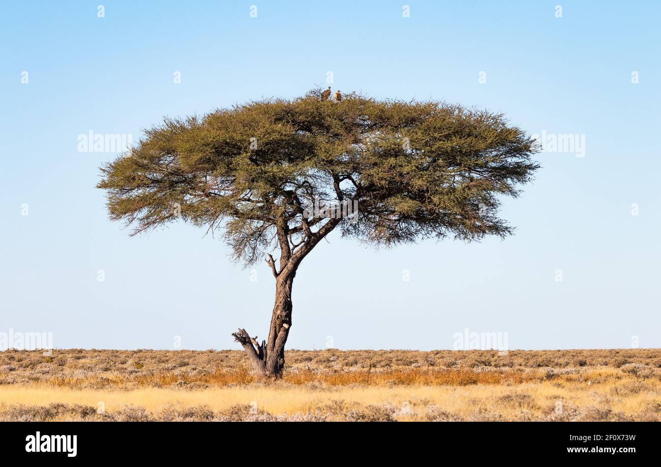 in the vast grassland of the african savannah, a single hugh acacia tree gives a place to rest for vultures Stock Photo