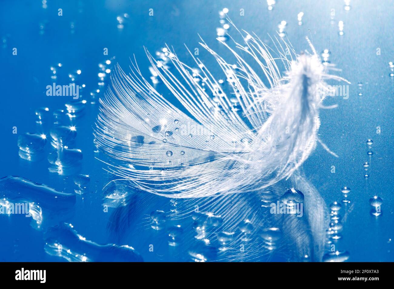 Single feather on blue glass background Stock Photo