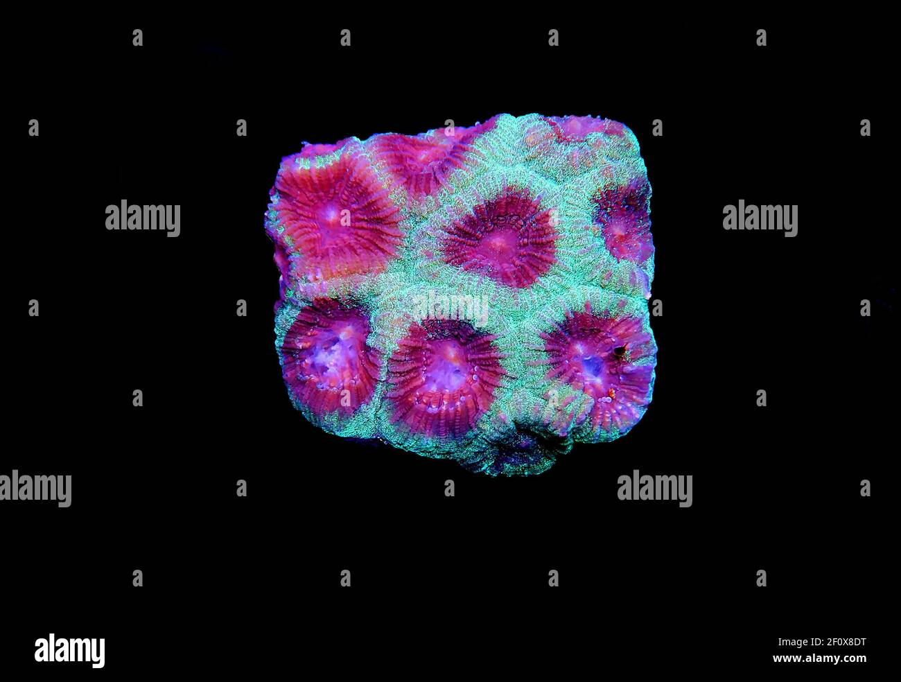 Favia pinapple small colony LPS coral Stock Photo