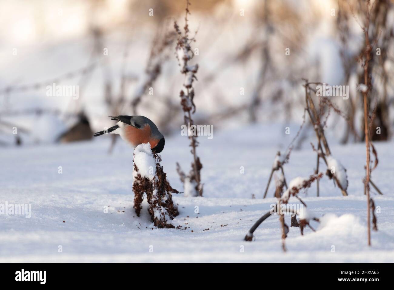 A Male Bullfinch (Pyrrhula Pyrrhula) Picks Seeds From a Broad-Leaved Dock Stem (Rumex Obtusifolius) in a Snow-Covered Pasture Stock Photo