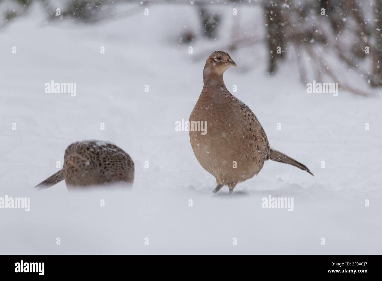 Two Female Pheasants (Phasianus Colchicus) Looking for Food in the Snow While It's Snowing Stock Photo