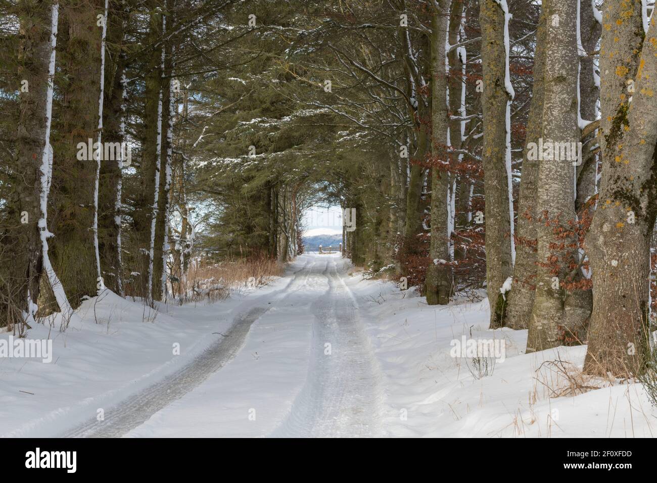 Tyre Marks on a Snow Covered Track Under a Tunnel of Trees in Rural Scotland Stock Photo