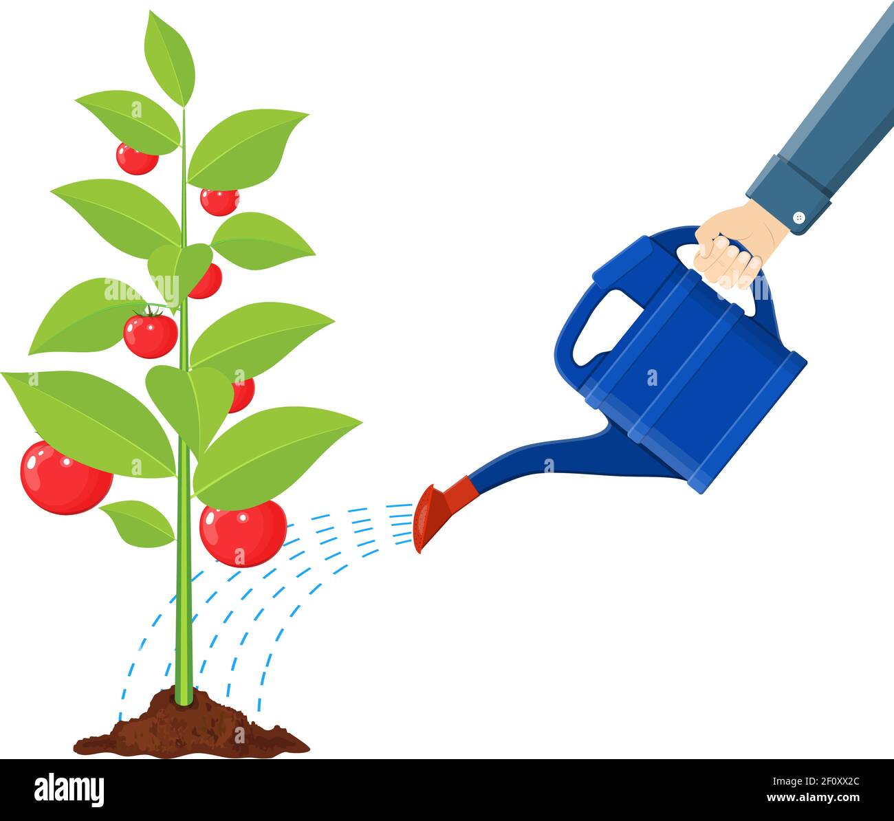 Hand watering money fruit tree with can. Stock Vector