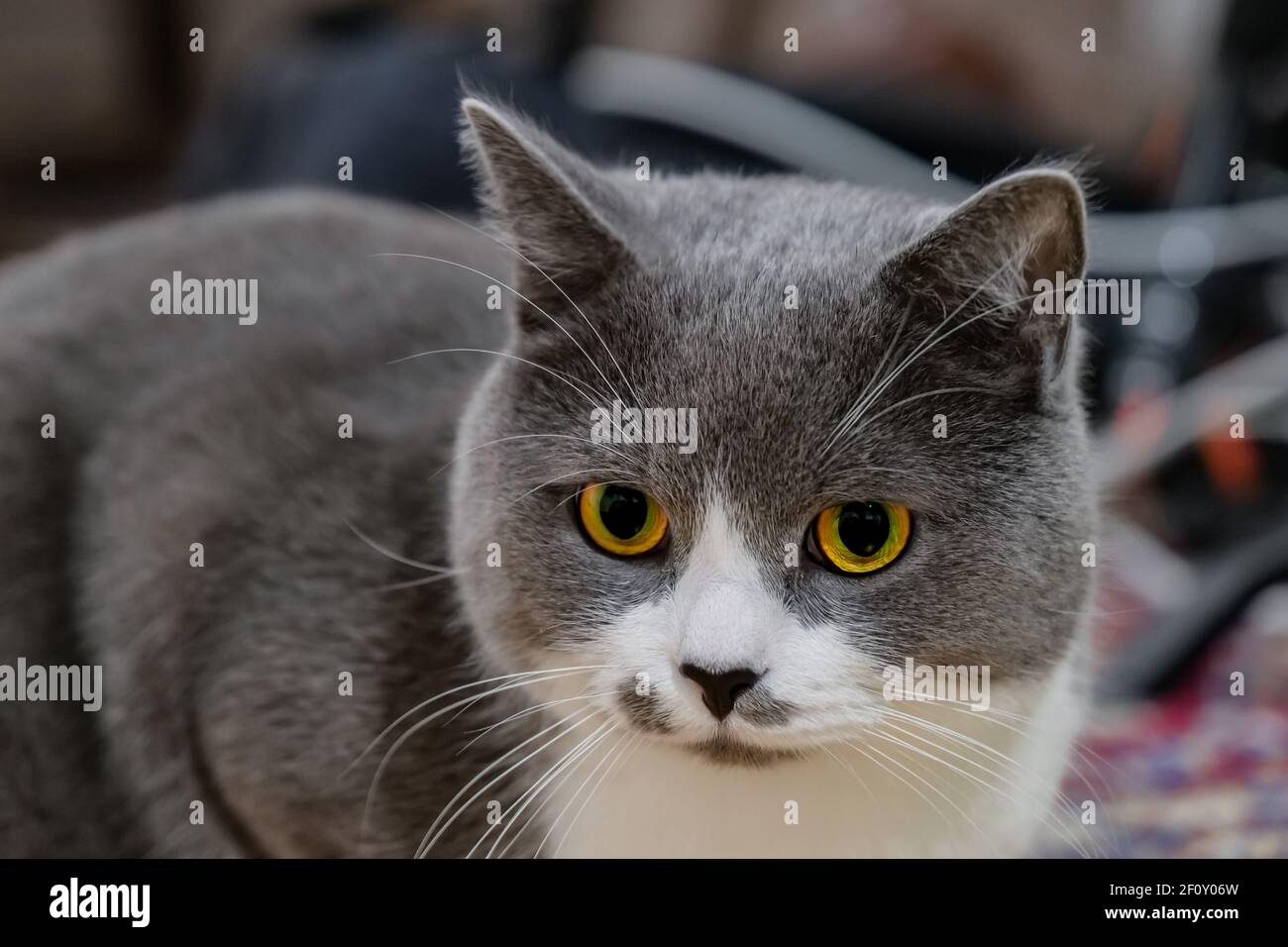 Close up young fluffy gray white british european shorthair cat