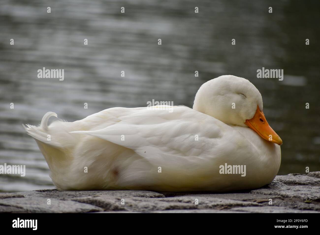 Pekin duck sleep hires stock photography and images Alamy