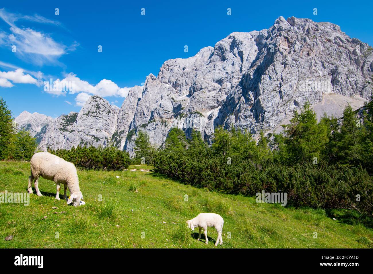 Sheep grazing in the mountins of Vrsic pass, Julian Alpes, Slovenia Stock Photo
