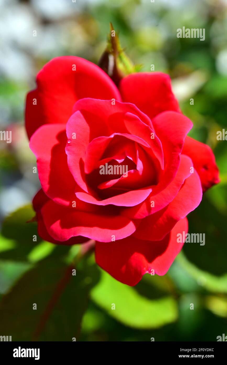 Close-up of wild grown red rose on a summer afternoon. Stock Photo