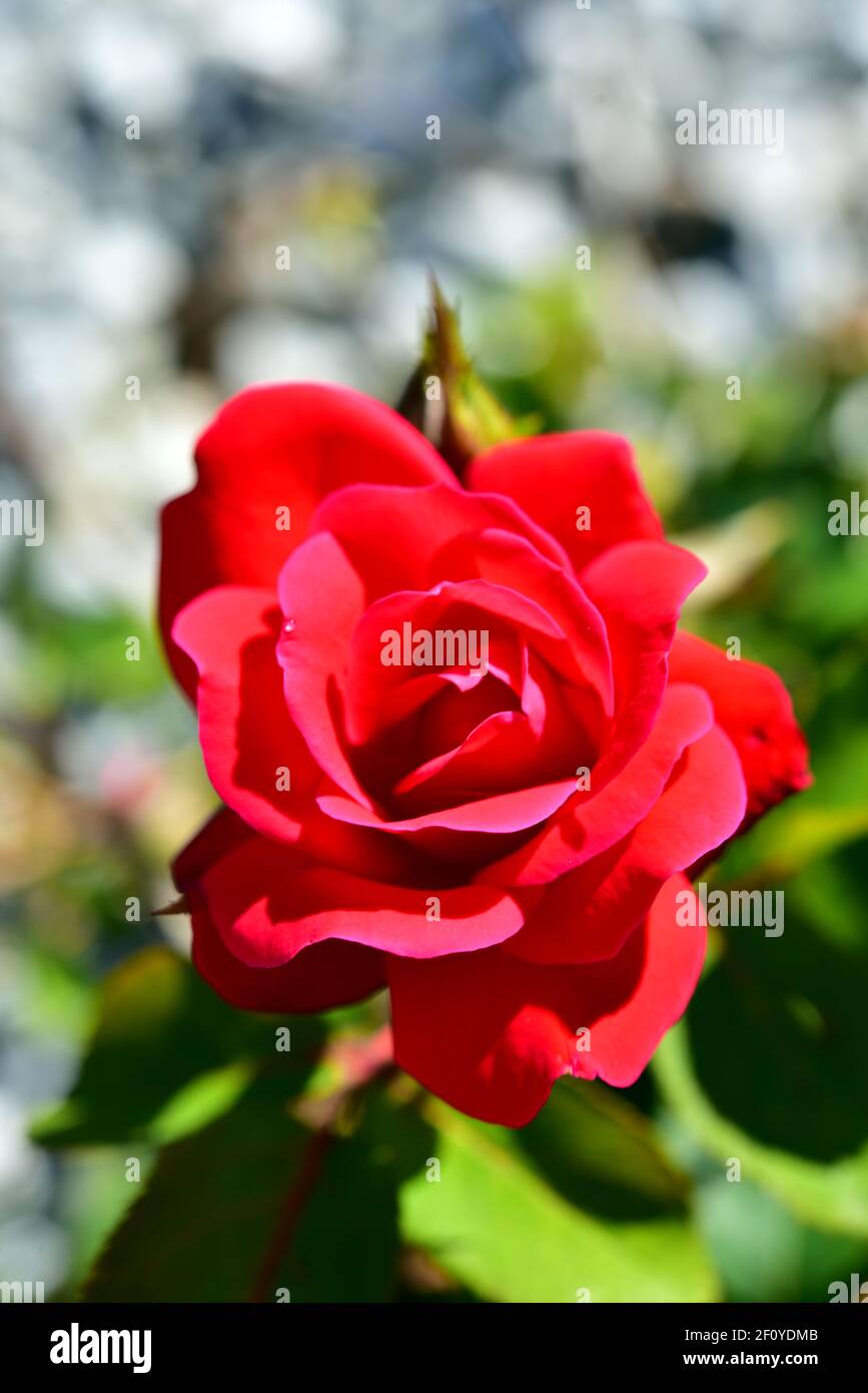 Close-up of wild grown red rose on asummer afternoon. Stock Photo