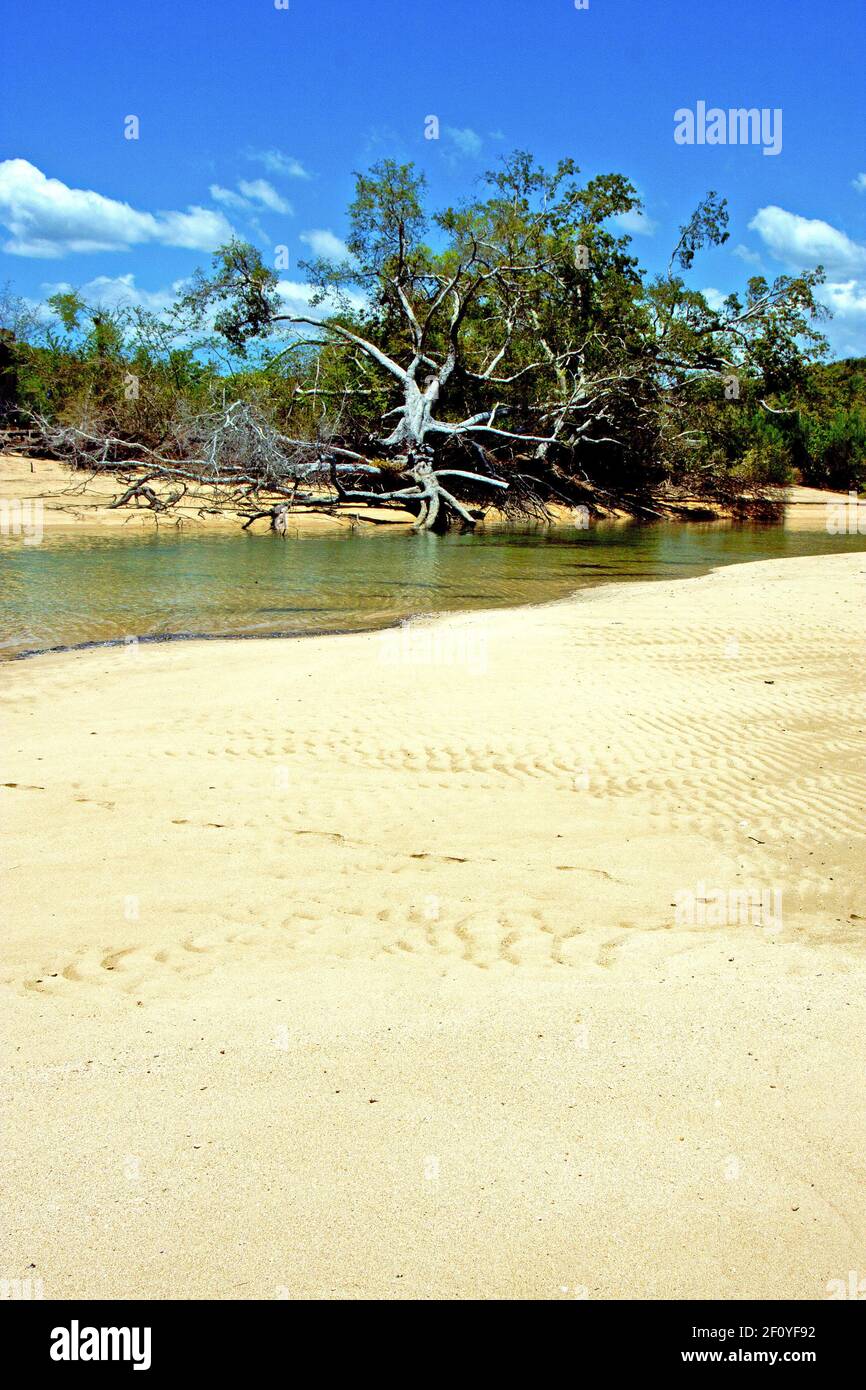 Nosy be beach seaweed indian ocean river Stock Photo - Alamy