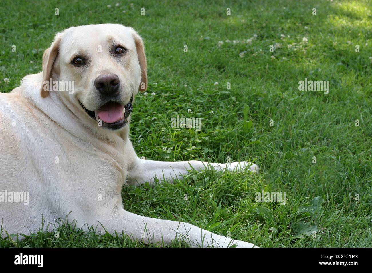 labrador retriever with grass as negative space Stock Photo - Alamy - Labrador Anxiety And Seeking Comfort In Grass