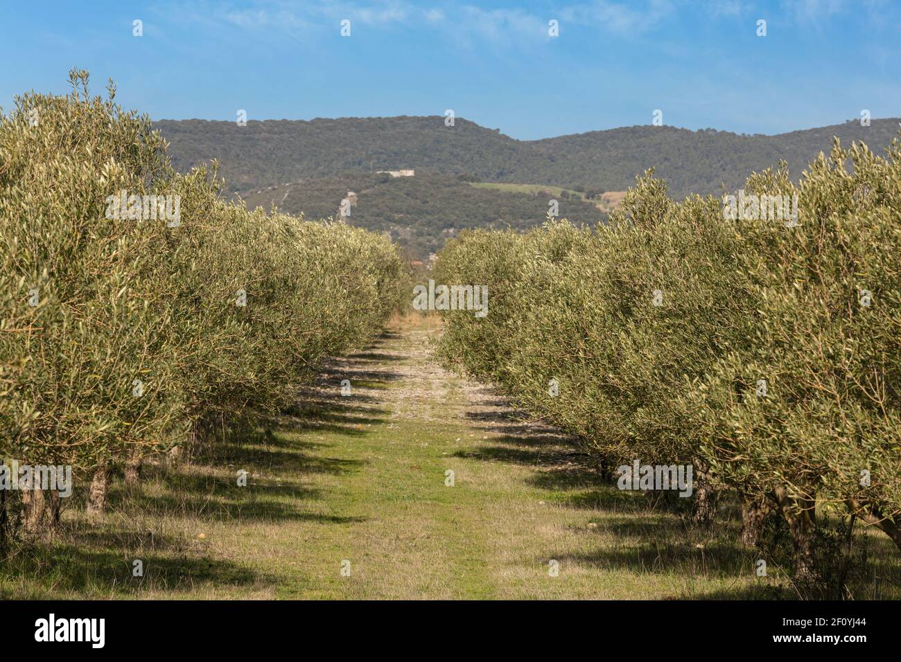 Olive tree field with a beautiful sky in the south of France Stock ...