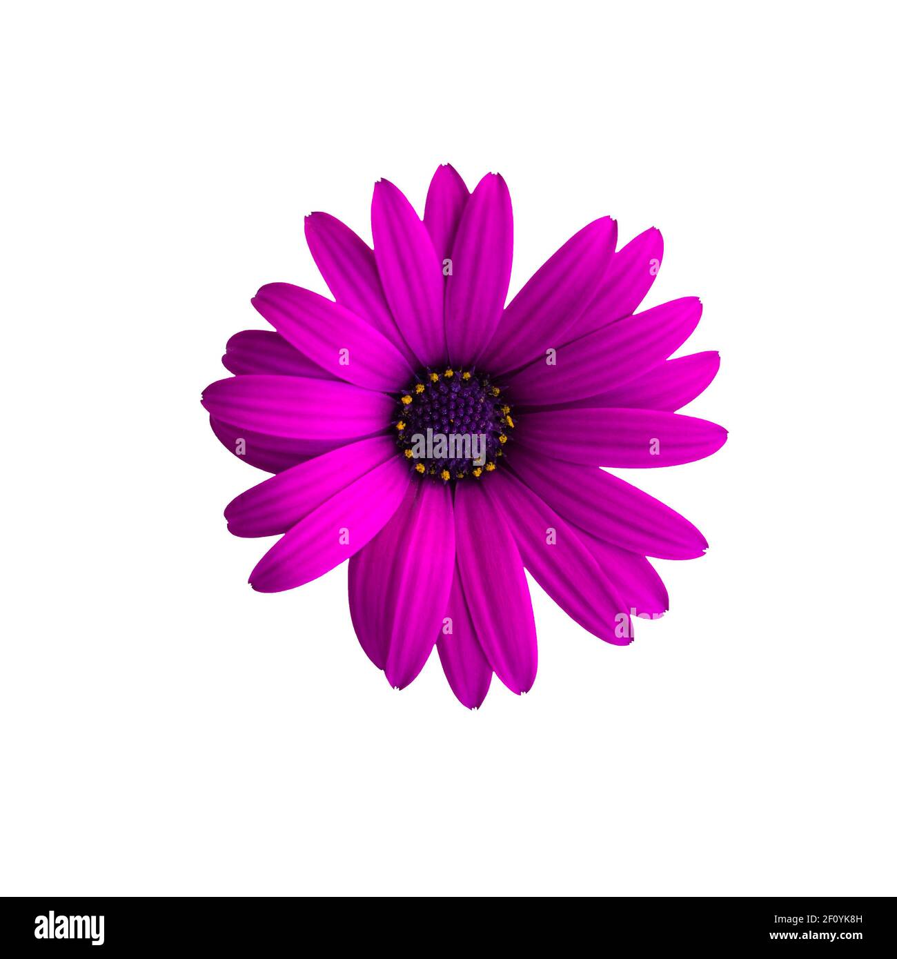Purple flower isolated on white background. Osteospermum ecklonis, dimorphotheca ecklonis or african daisy Stock Photo