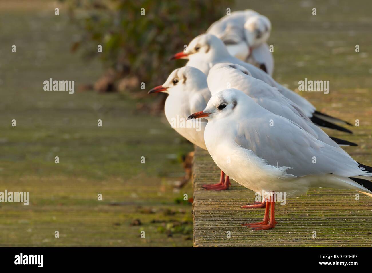 A line of black headed gulls in winter basking in sunrise warmth. Most of the year these birds have white heads and are not classed as seagulls. Stock Photo