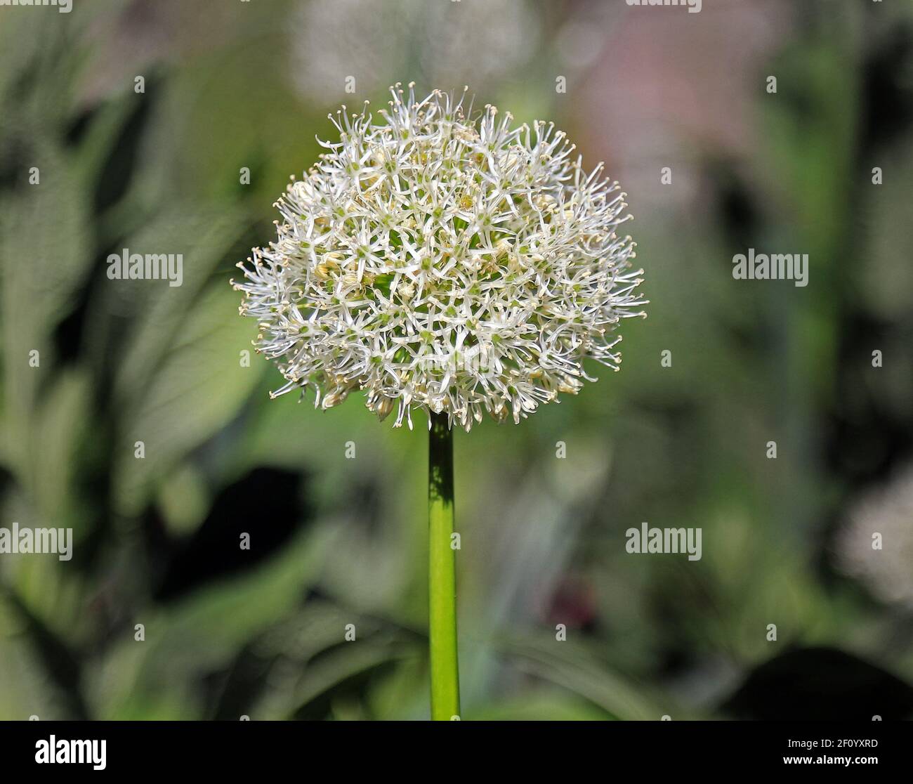 An allium plant without petals or leaves. Stock Photo