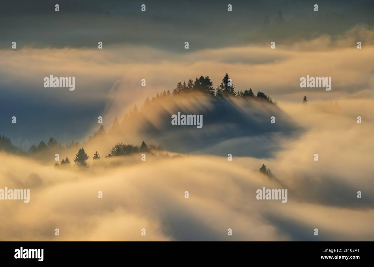 Trees in Fog in Pieniny mountains in sunrise light, Poland Stock Photo