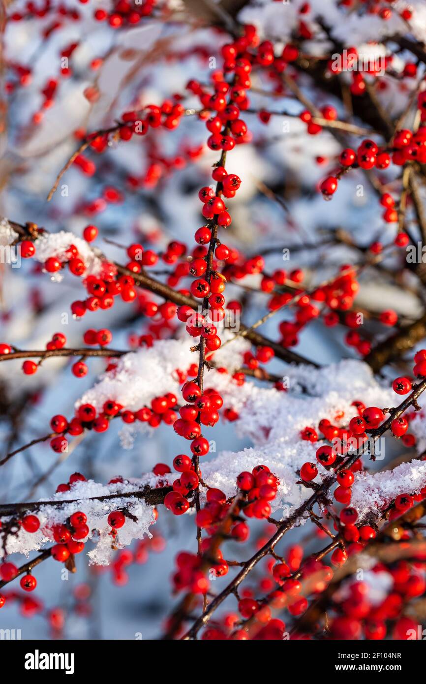 Red berries cotoneaster horizontal under snow on sunny day. Vertical photo. Stock Photo