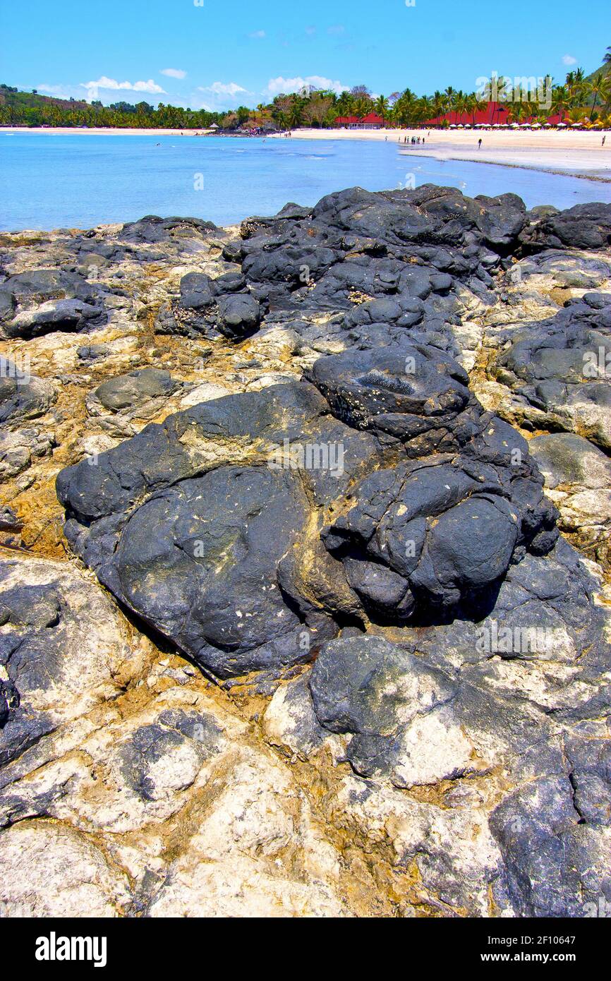 Andilana beach seaweed   indian ocean   rock Stock Photo