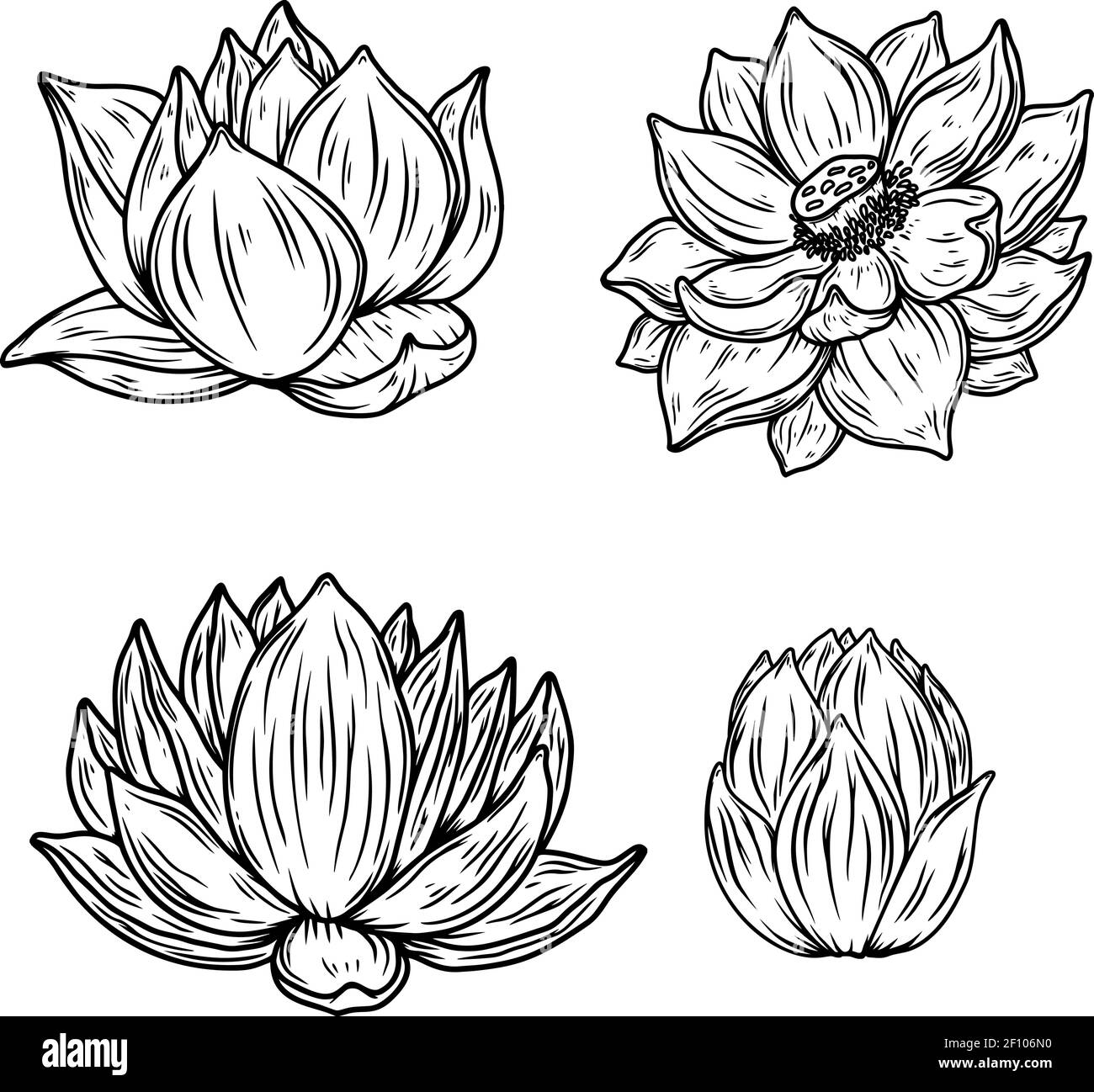 Set of Illustrations of lotus flower in engraving style. Design element