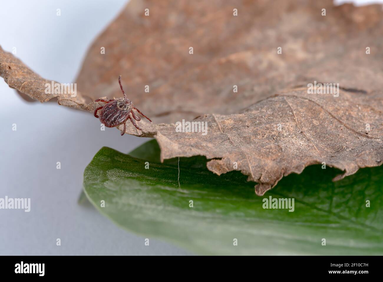 Ticle Insect Close-up of a tick on the leaves. An insect that is dangerous to humans ...
