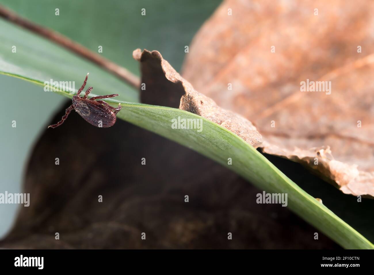 Ticle Insect Close-up of a tick on the leaves. An insect that is dangerous to humans ...