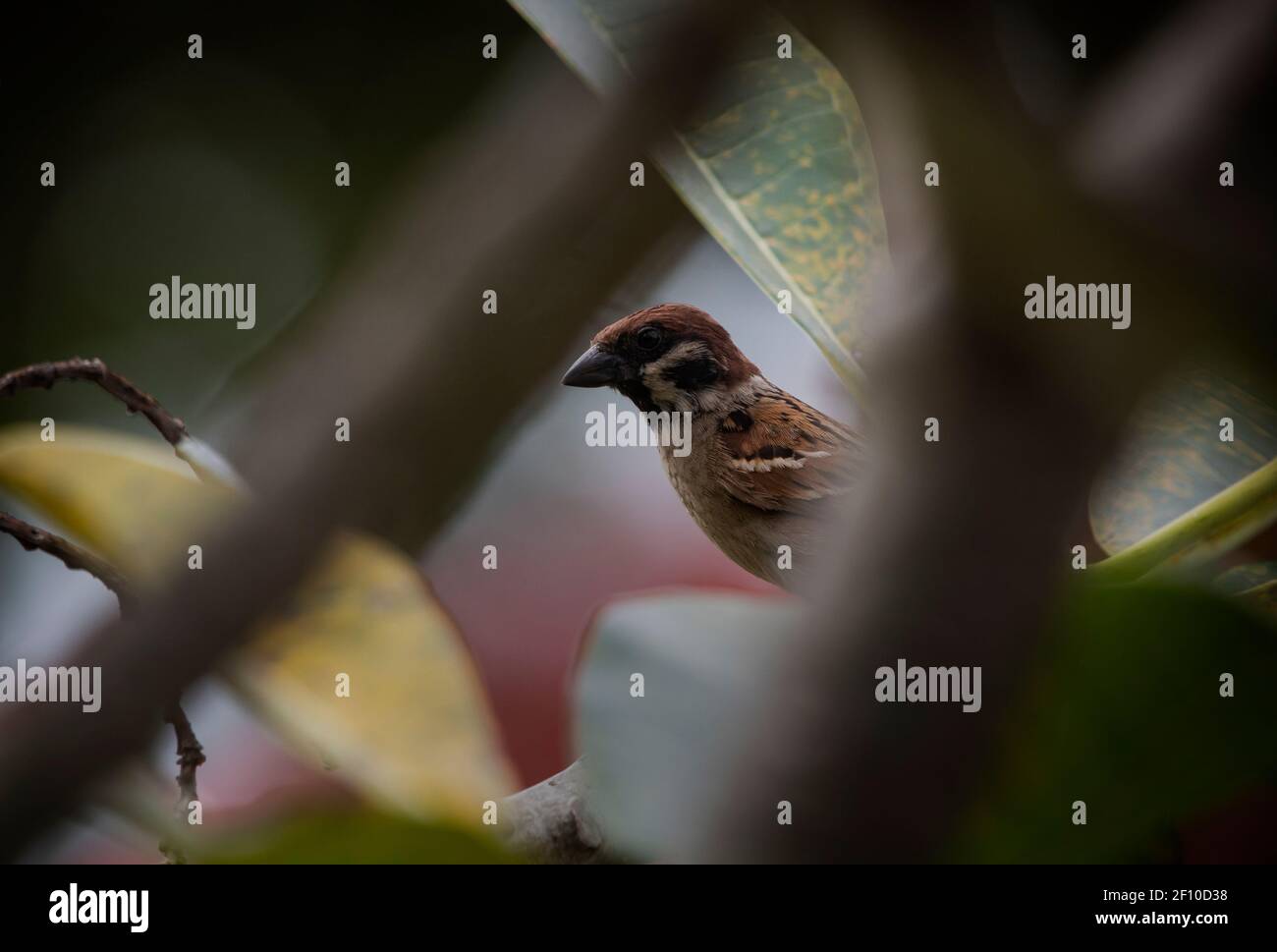 Tree Sparrow in Sabah, Borneo. Stock Photo