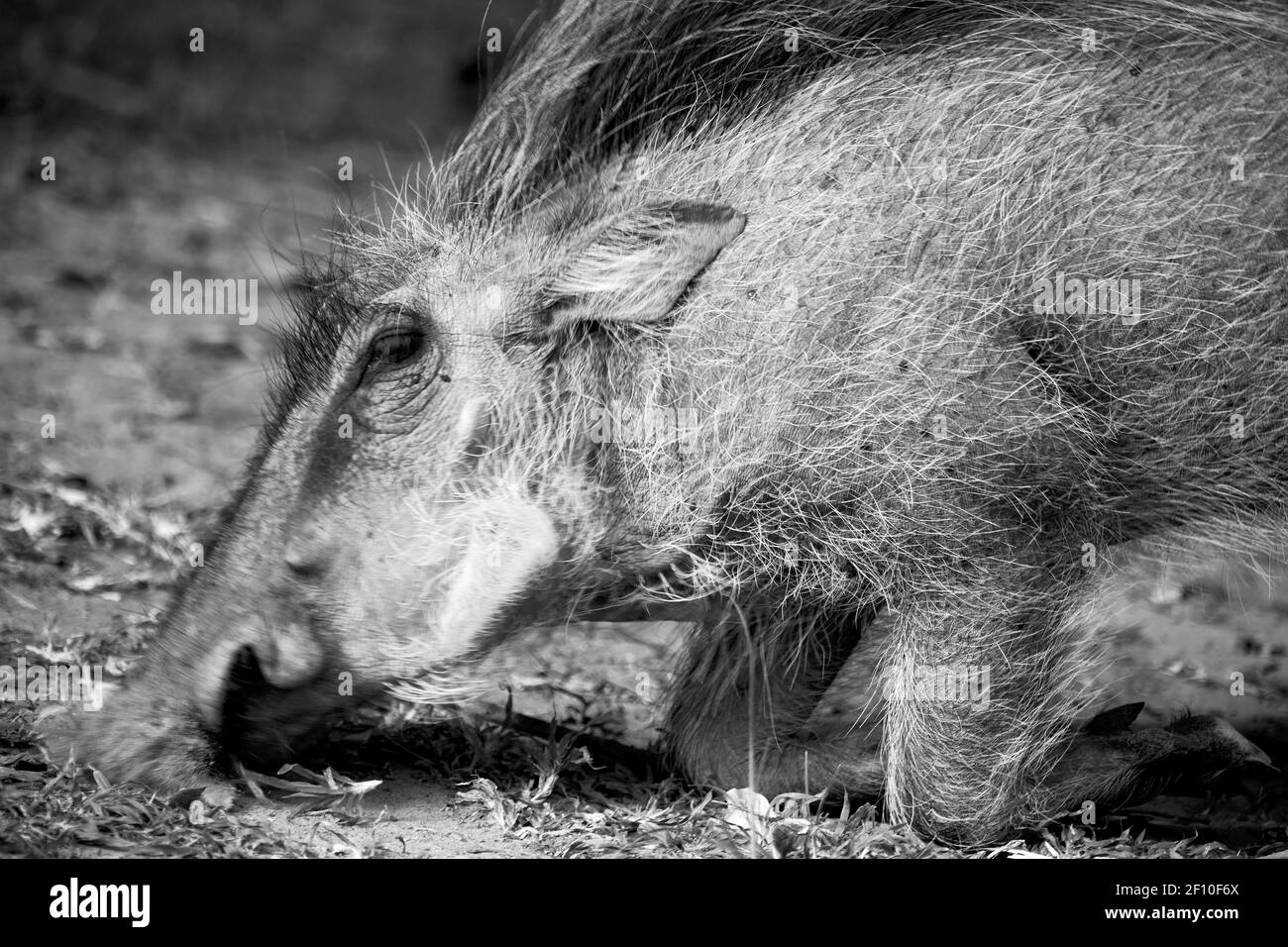 In south africa     wildlife    reserve and   warthog Stock Photo
