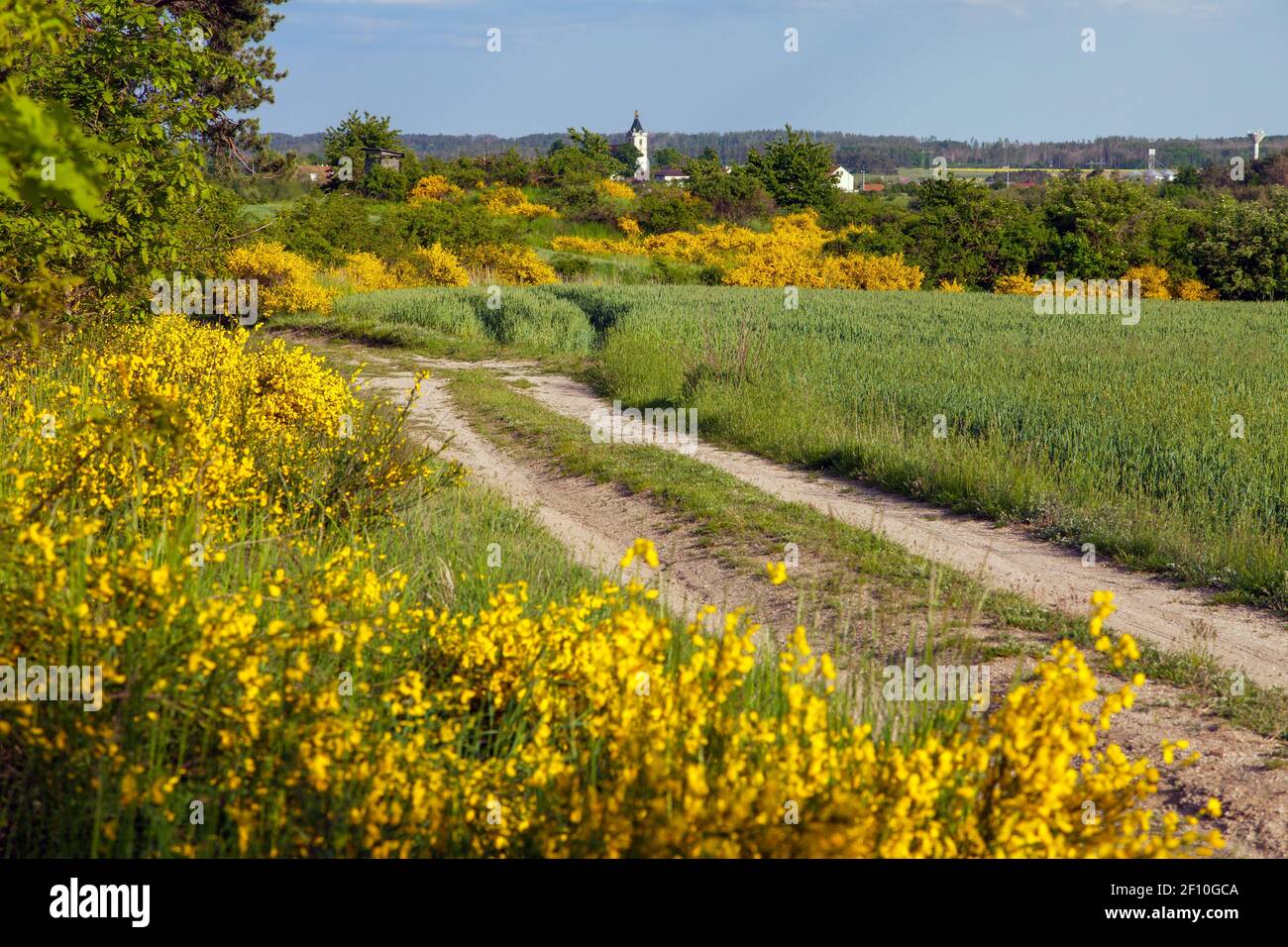 Cytisus scoparius, the common broom or Scotch broom yellow flowering in