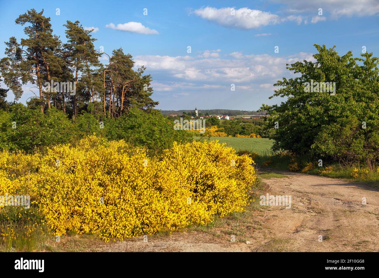 Cytisus scoparius, the common broom or Scotch broom yellow flowering in