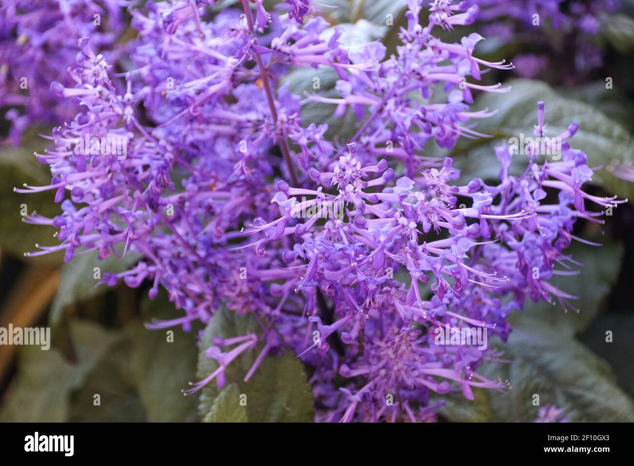 Beautiful Light Blue Clusters Of Spurflower Velvet Idol With Scientific Name Plectranthus Stock Photo Alamy Beautiful Light Blue Clusters Of Spurflower Velvet Idol With Scientific Name Plectranthus Stock Photo Alamy