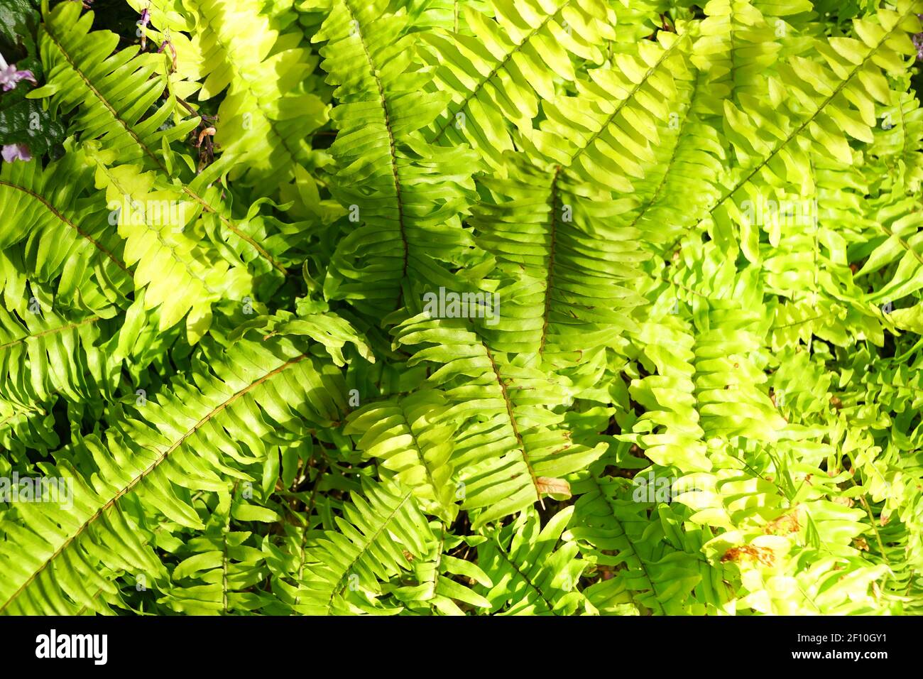 Lime green color of Boston Fern 'Rita's Gold' with scientific name Nephrolepis Exaltata Stock Photo
