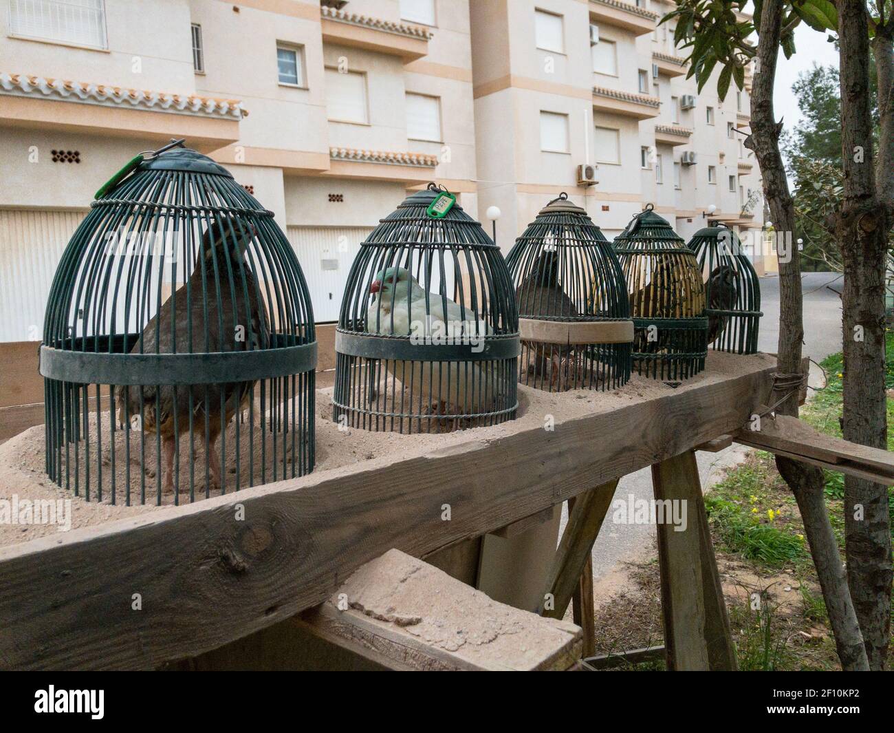 Small quails eggs farm in urban backyard . Birds in cages Stock Photo