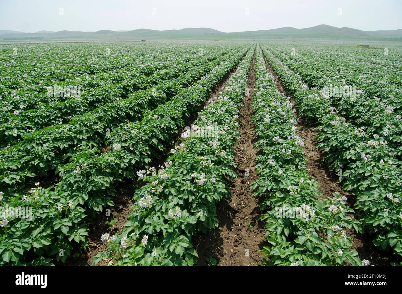Wide angle view of endless rows of potato plants in full flower seen on a sunny day in a plantation field in the Inner Mongolia in Northern China, PRC. © Olli Geibel Stock Photo