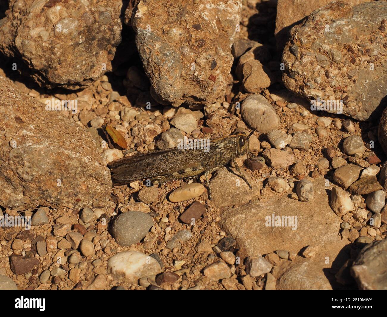 Gregarious locust, camouflaged against rocks and sand. Found on mountainside in Peloponnese, Greece Stock Photo