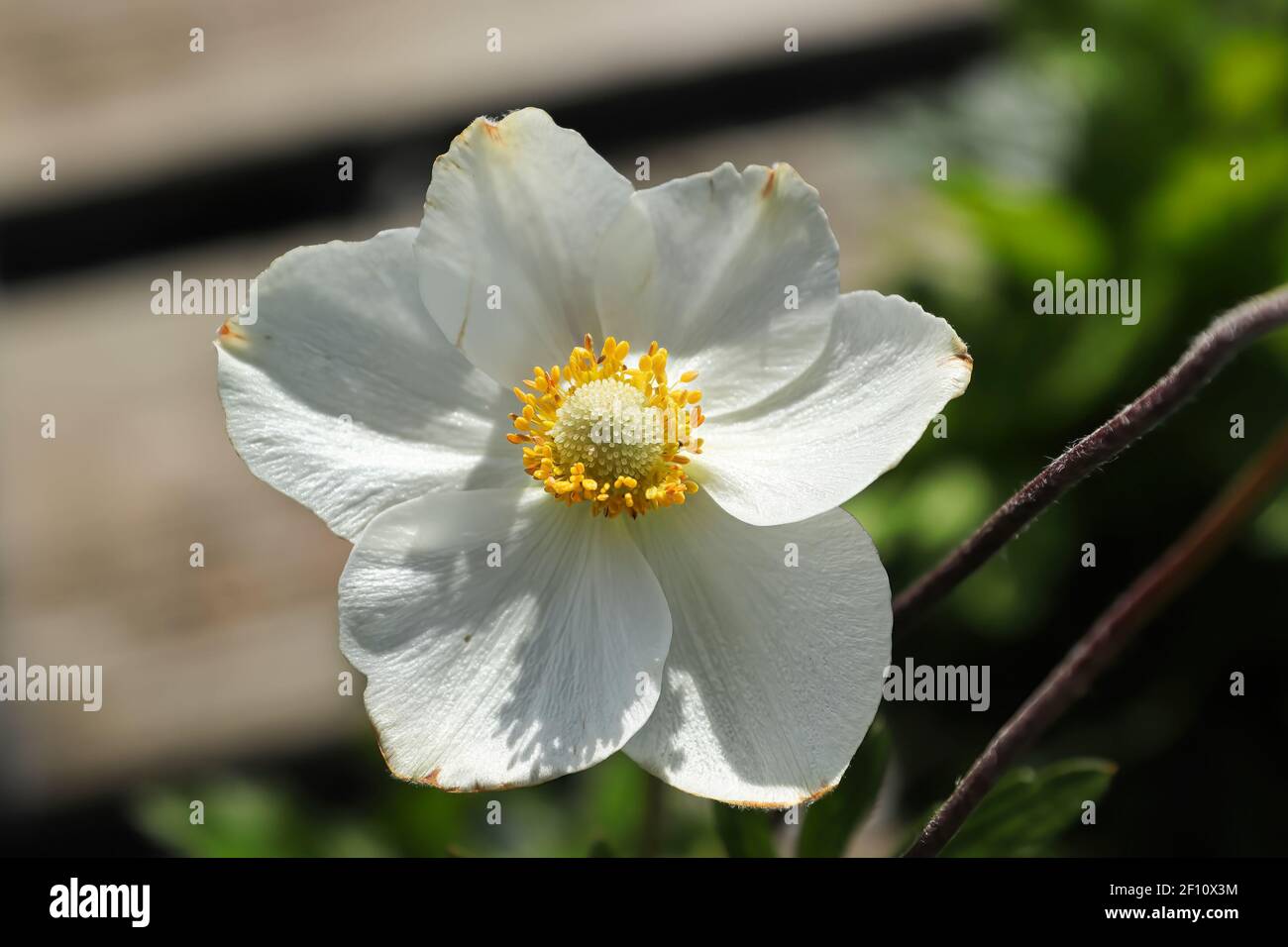 A white snowdrop anemone in bloom during summer Stock Photo