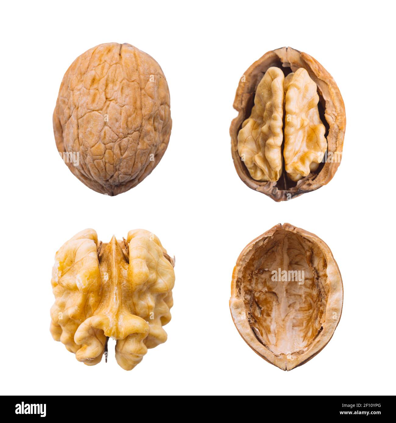 Walnut whole, opened, half, kernel and shell on a white background. The