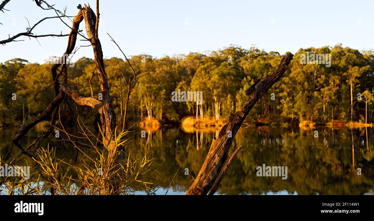 The pound lake and tree reflection in water Stock Photo Alamy